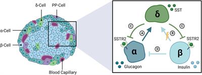 Pharmacologic inhibition of somatostatin receptor 2 to restore glucagon counterregulation in diabetes